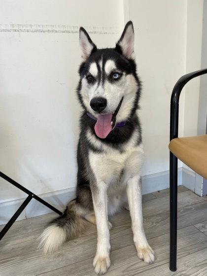 Zero, Adoptable, Adult Male Siberian Husky & Mixed Breed.