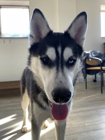 Enlarge Zero, a Adoptable mixed breed in South Bend, IN image 2/2