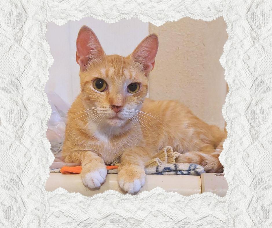 Enlarge Avery (w/Ava), a Adoptable Tabby in Orange City, FL image 1/2