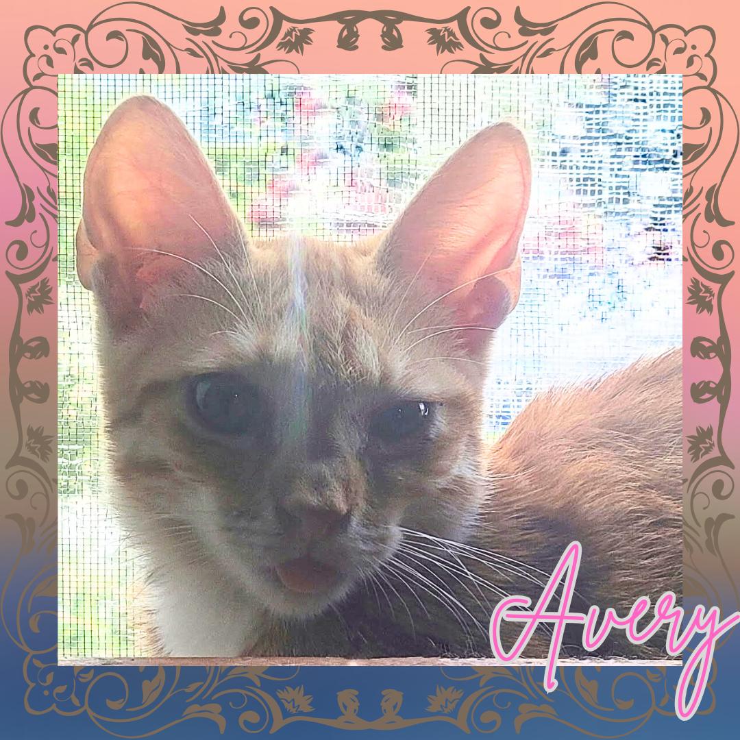 Enlarge Avery (w/Ava), a Adoptable Tabby in Orange City, FL image 2/2
