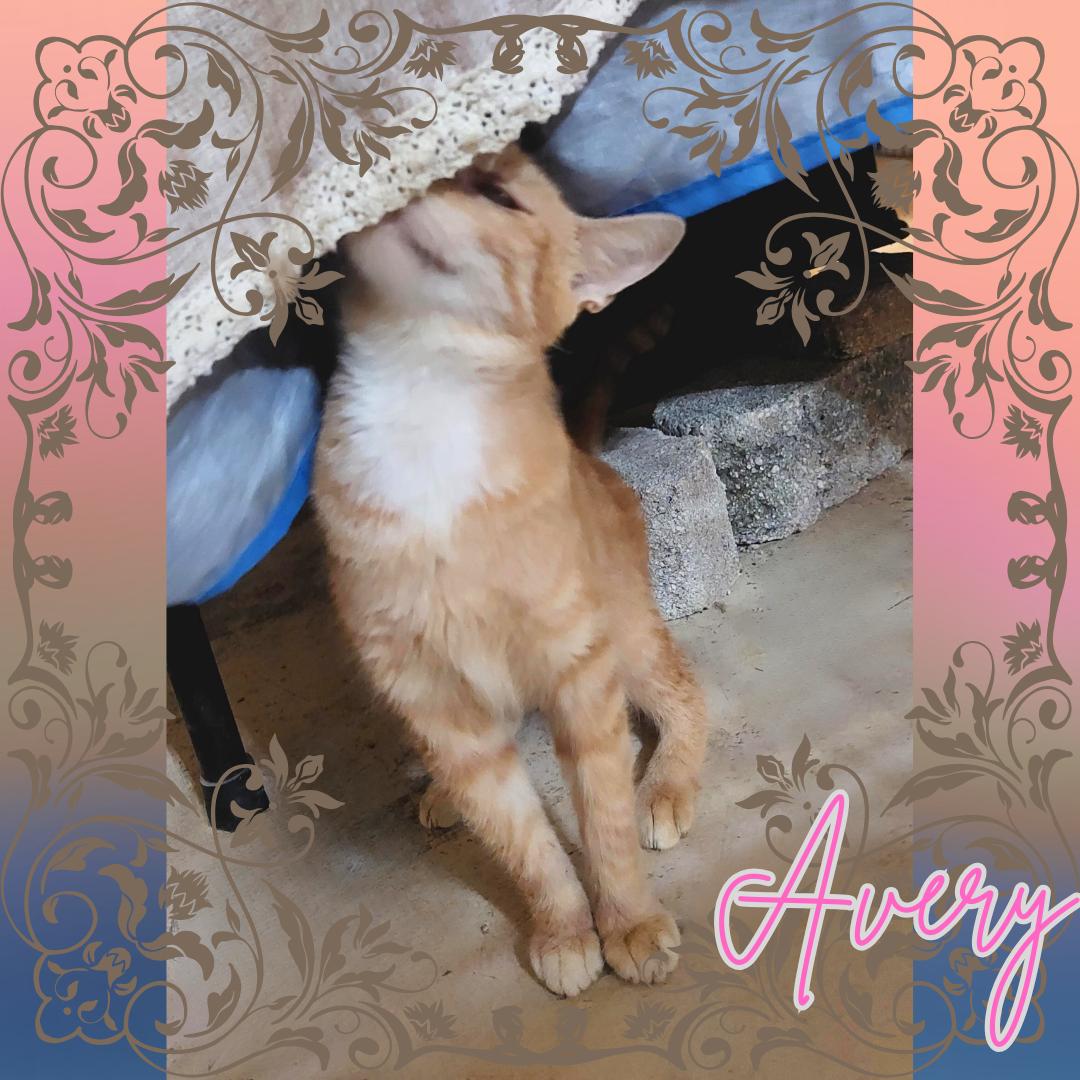 Avery photo 3