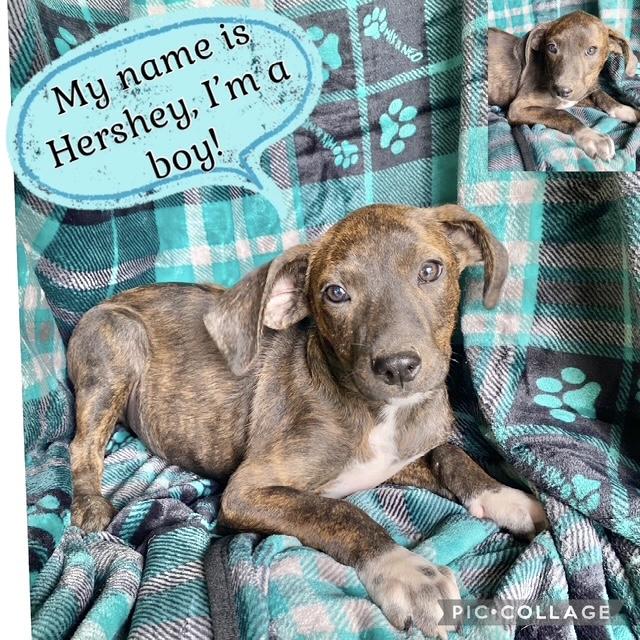 Hershey