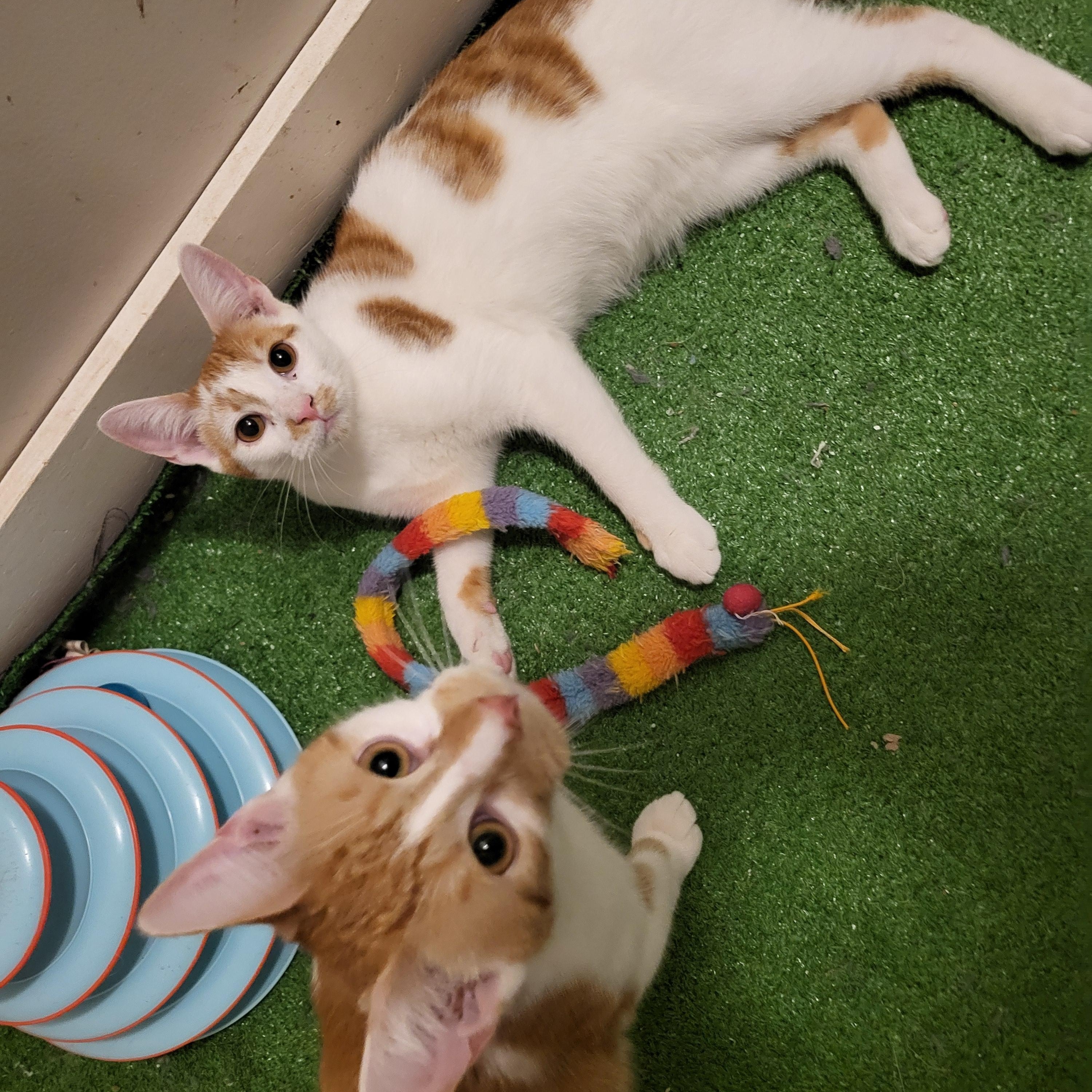 Dixon and Tennessee, an adopted American Shorthair in Bennington, VT image 1/2