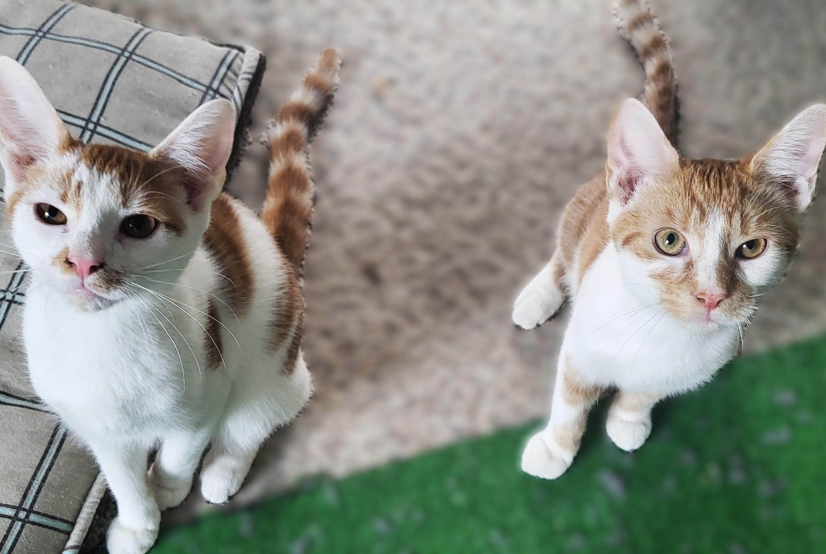 Enlarge Dixon and Tennessee, a Adoptable American Shorthair in Bennington, VT image 1/1