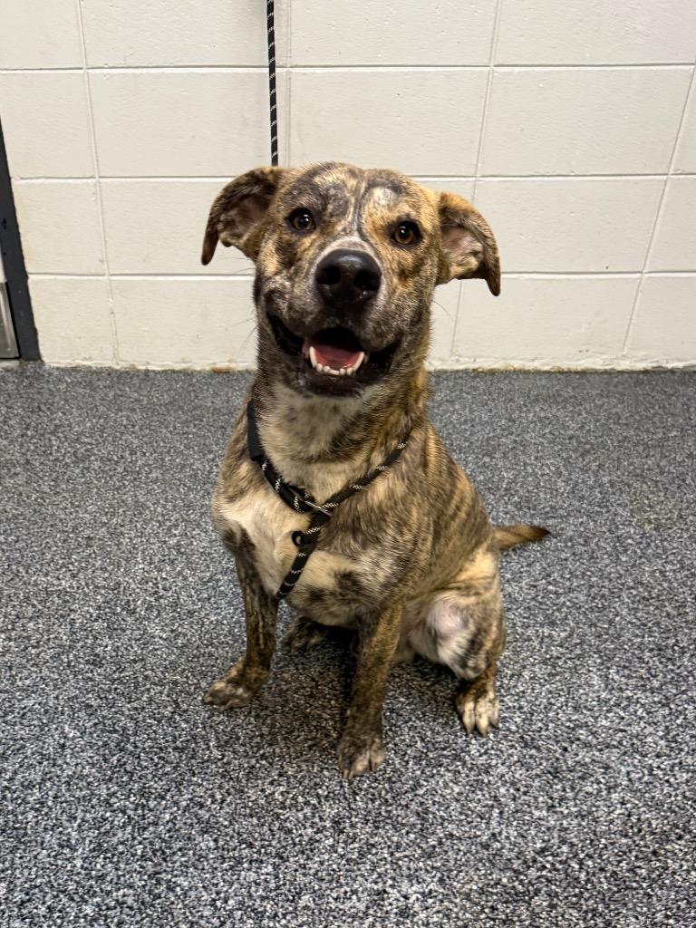 Enlarge Granite, a Adoptable Mixed Breed in Tifton, GA image 1/1
