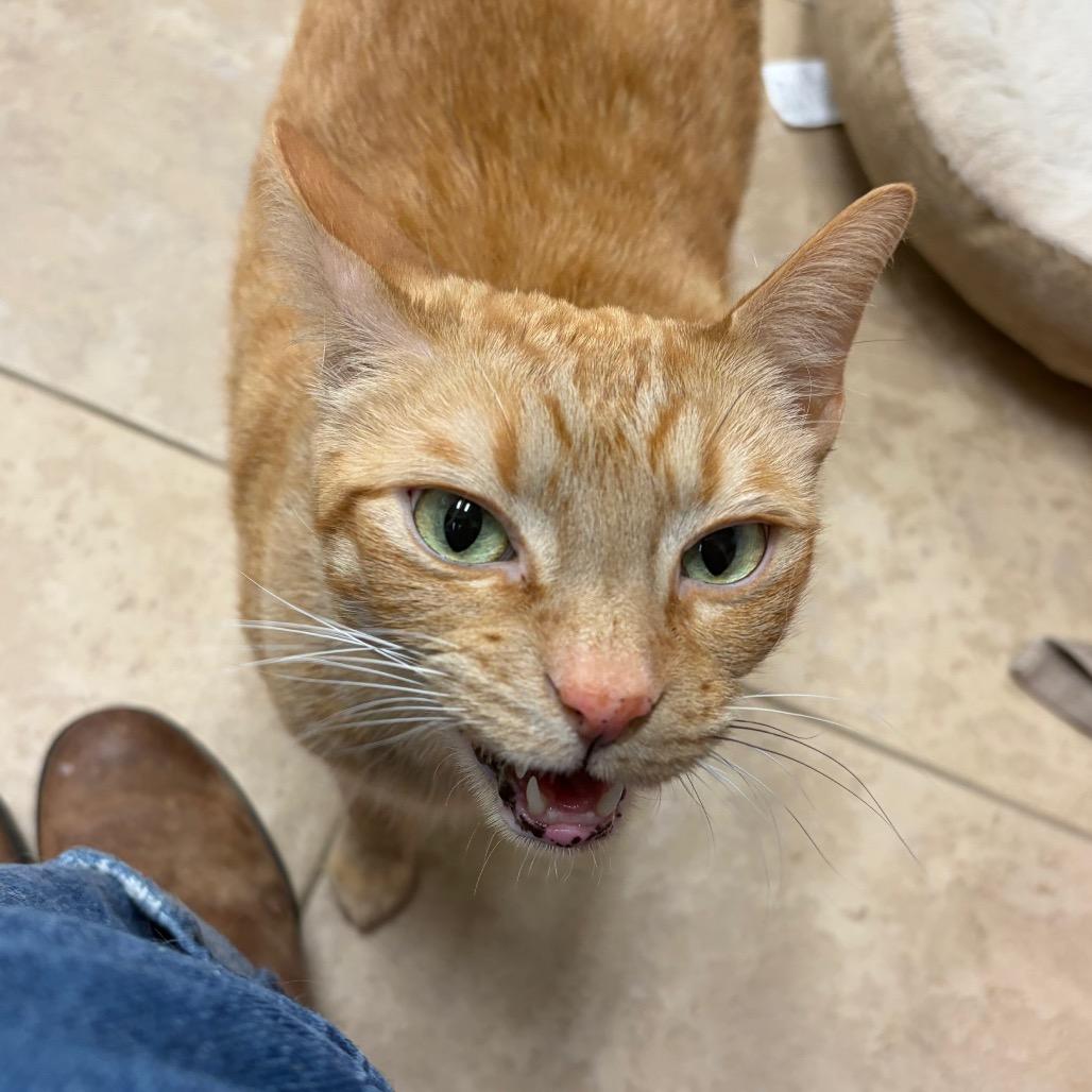 Mordecai — thumbnail 2