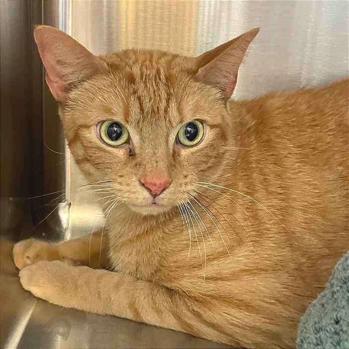 Mordecai — thumbnail 3