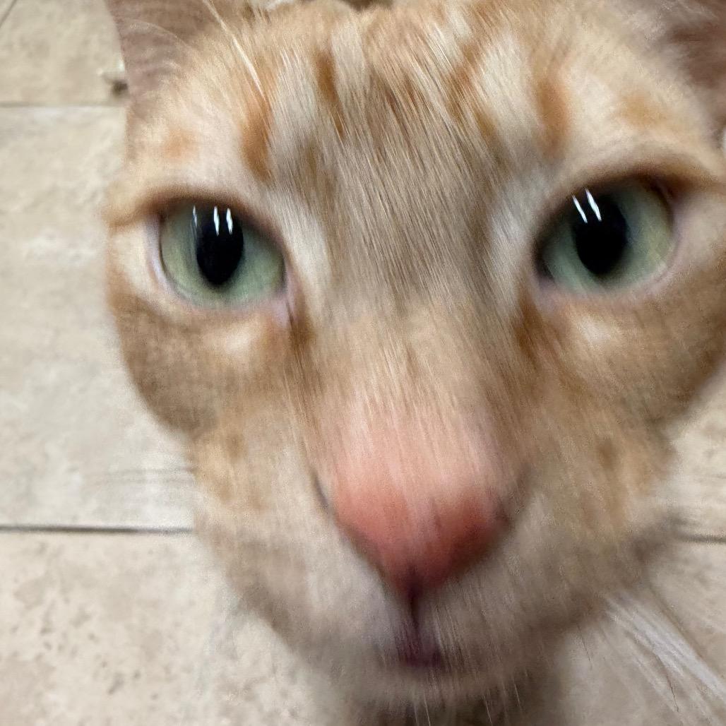 Mordecai — thumbnail 4