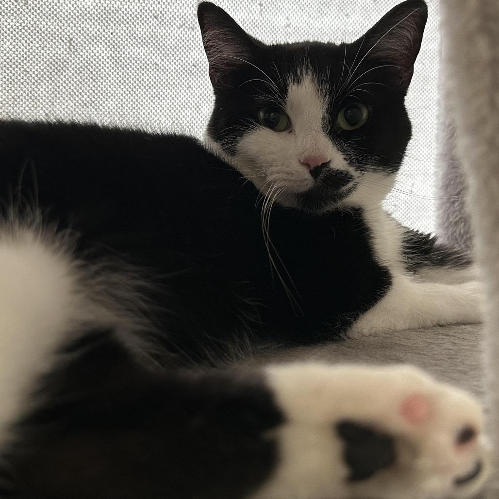 Enlarge Snickerdoodle, a Adoptable Domestic Short Hair in Fort Worth, TX image 1/2