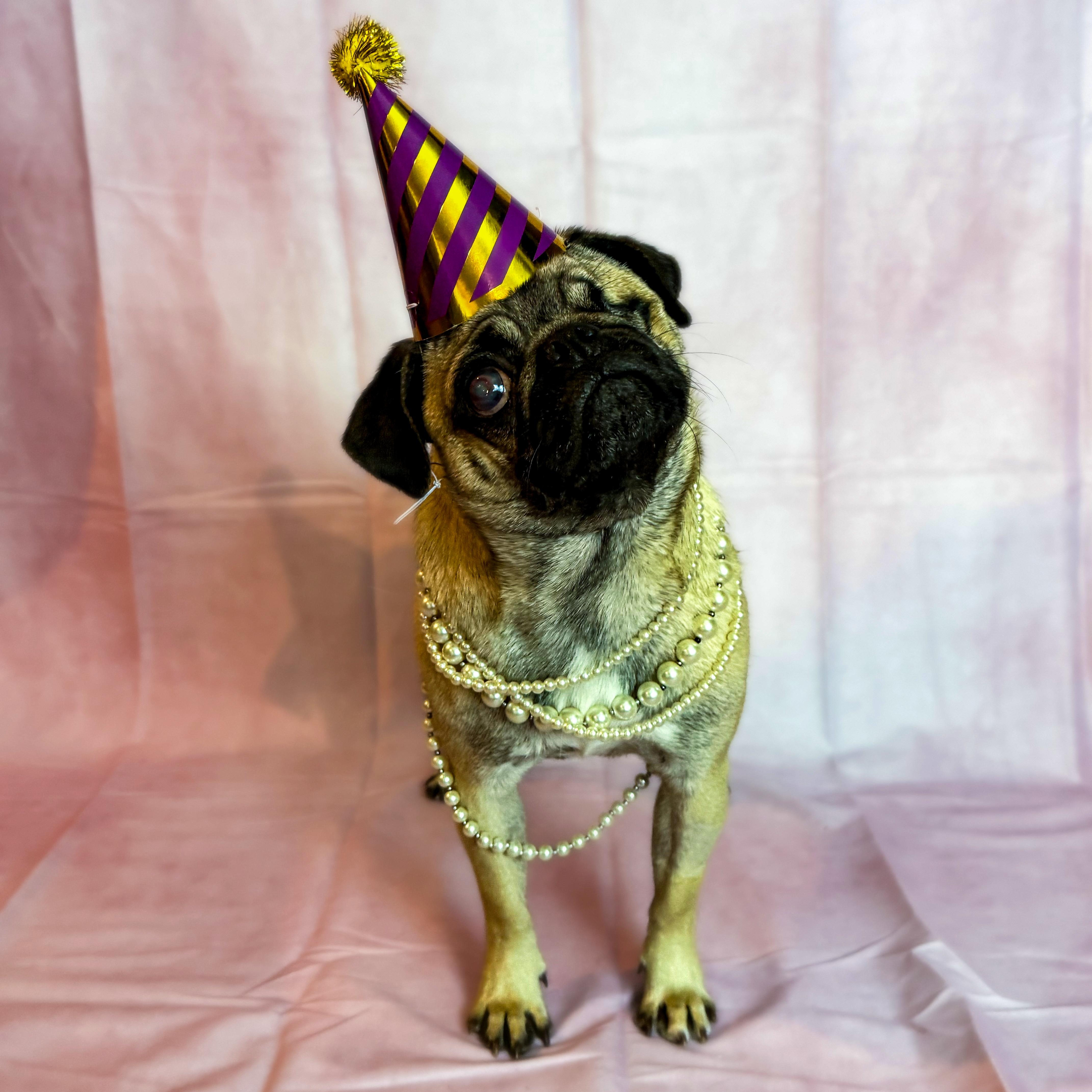Enlarge Marg , a ADOPTABLE Pug in Valparaiso, IN image 1/6