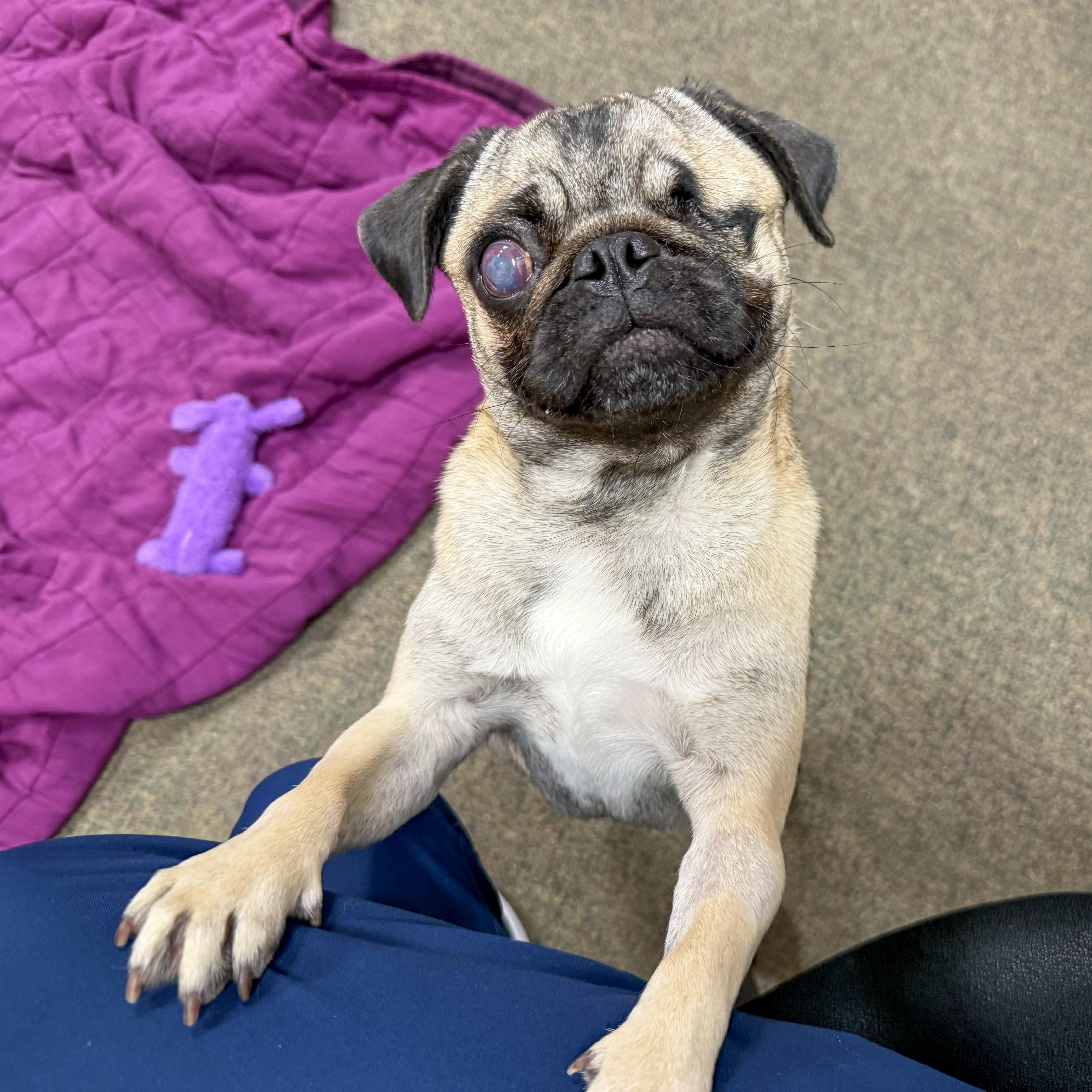 Enlarge Marg , a ADOPTABLE Pug in Valparaiso, IN image 4/6
