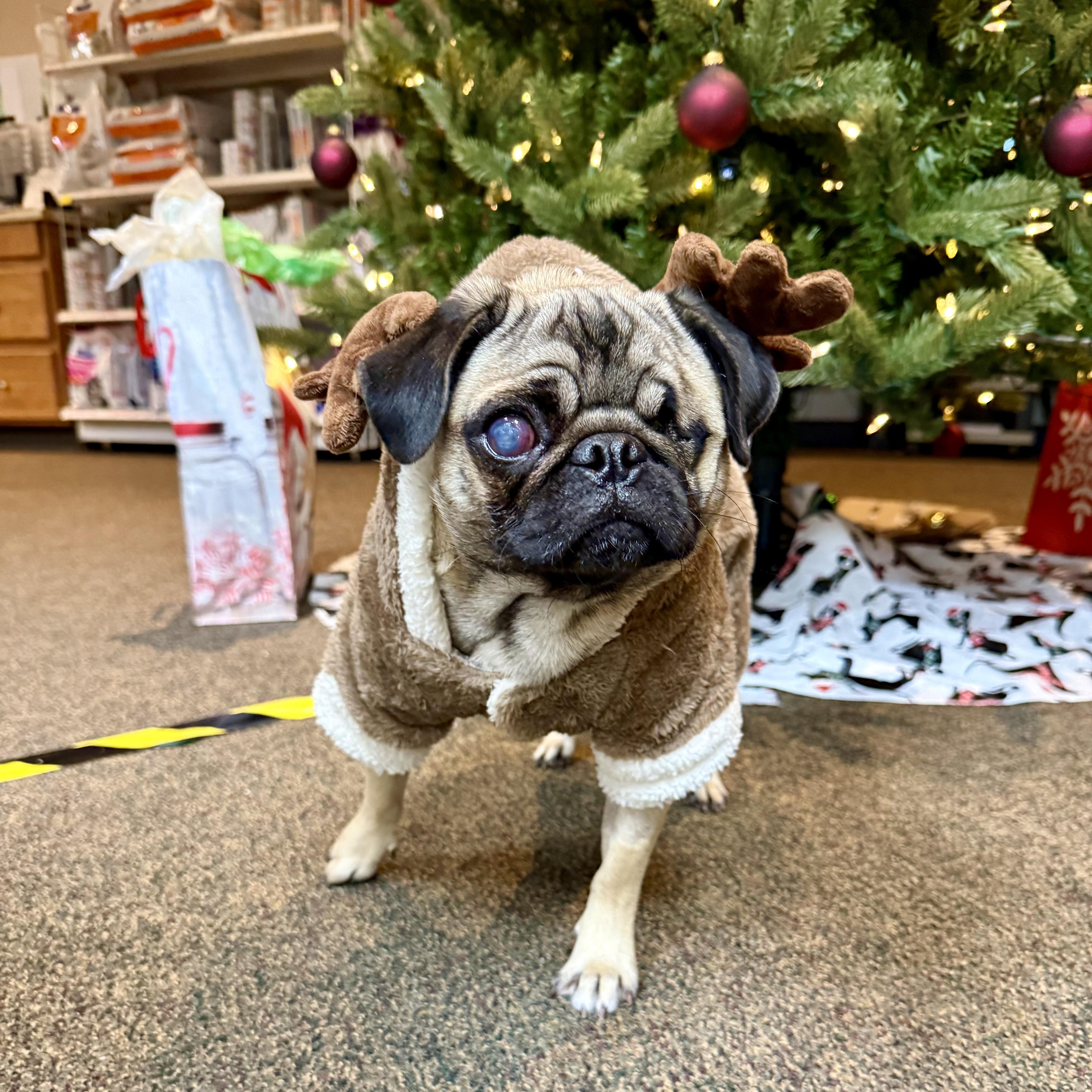 Enlarge Marg , a ADOPTABLE Pug in Valparaiso, IN image 5/6