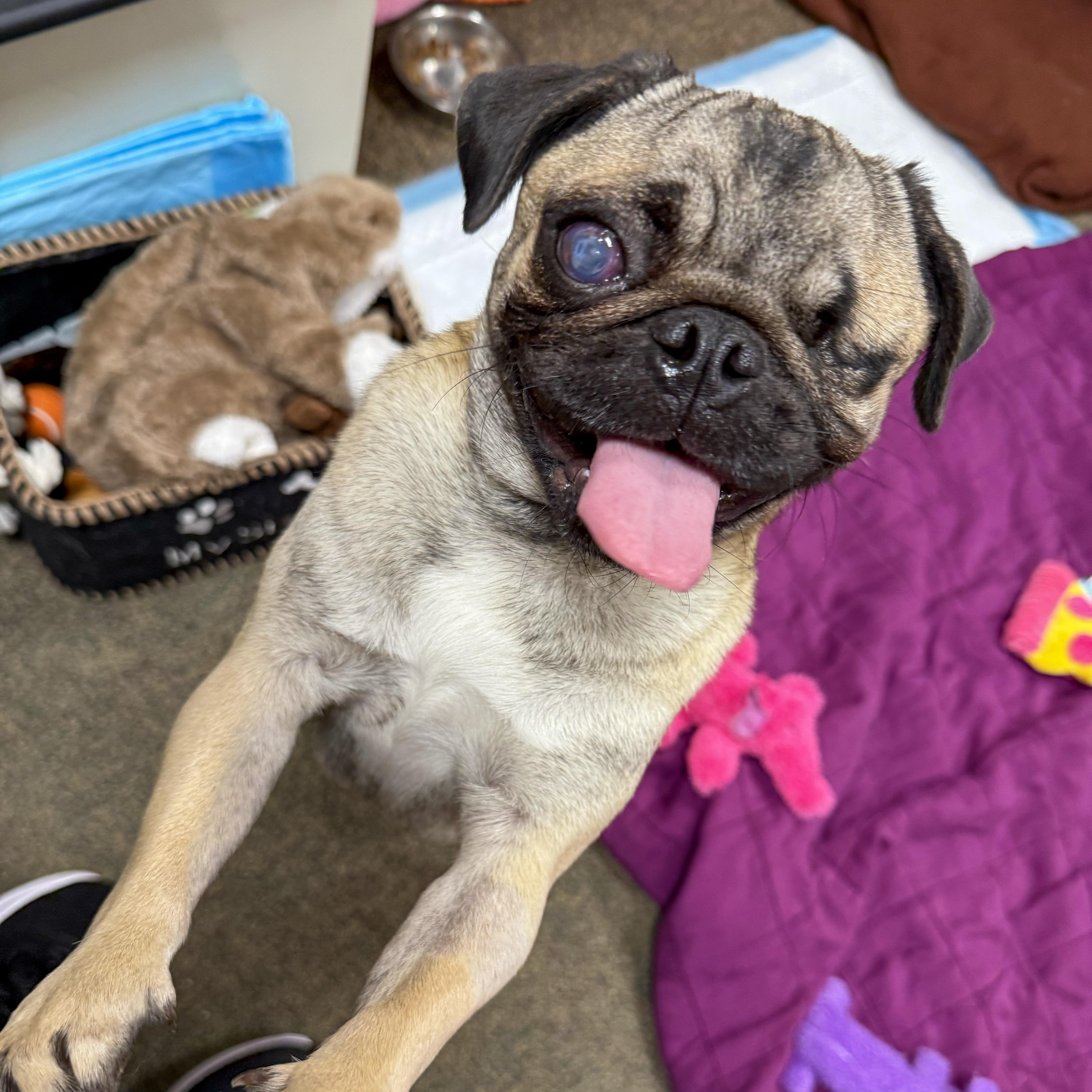 Enlarge Marg , a ADOPTABLE Pug in Valparaiso, IN image 3/6