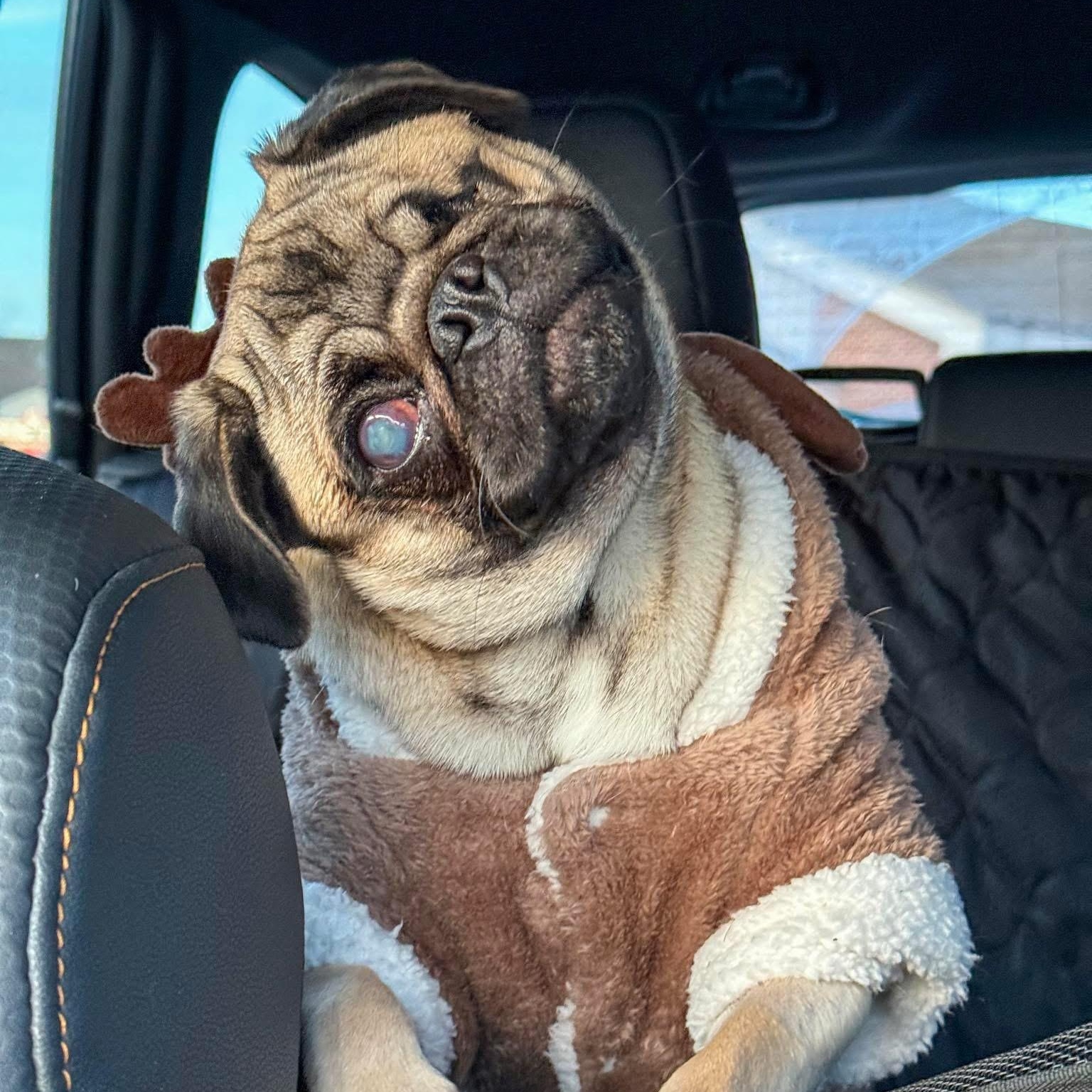 Enlarge Marg , a ADOPTABLE Pug in Valparaiso, IN image 2/6