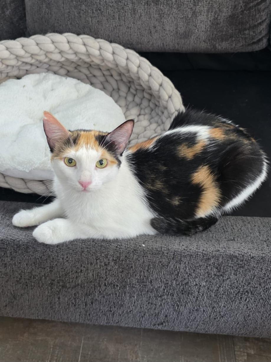 Serafina-Calico Queen photo 2
