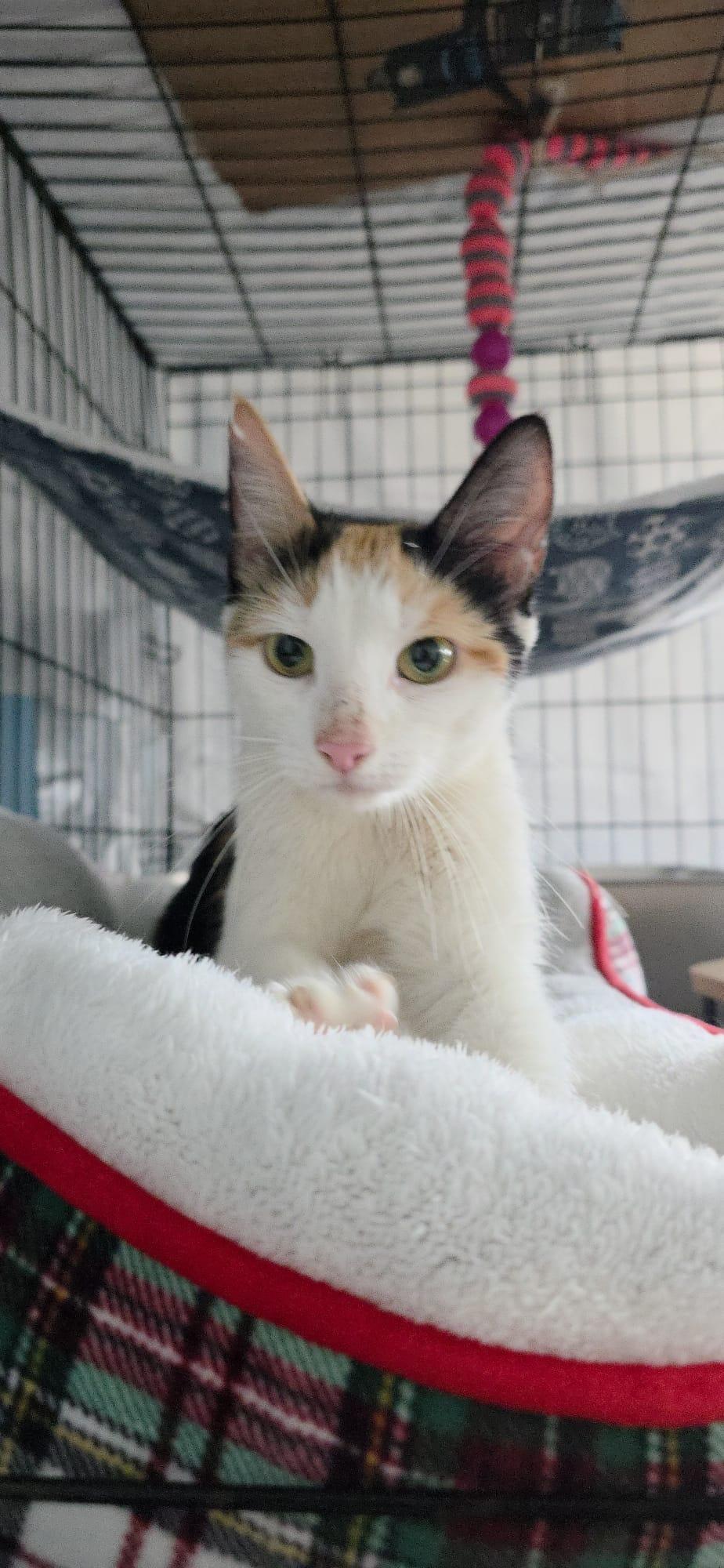 Serafina-Calico Queen photo 3