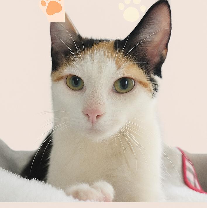 Serafina-Calico Queen, Adult Female Calico