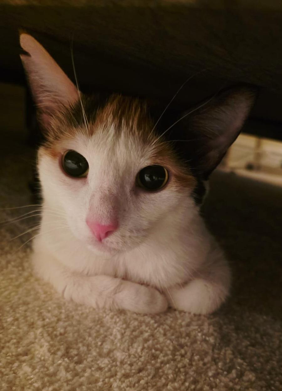 Serafina-Calico Queen photo 4