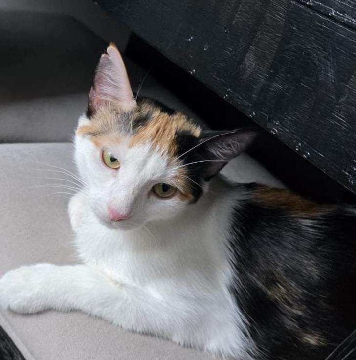 Serafina-Calico Queen photo 5