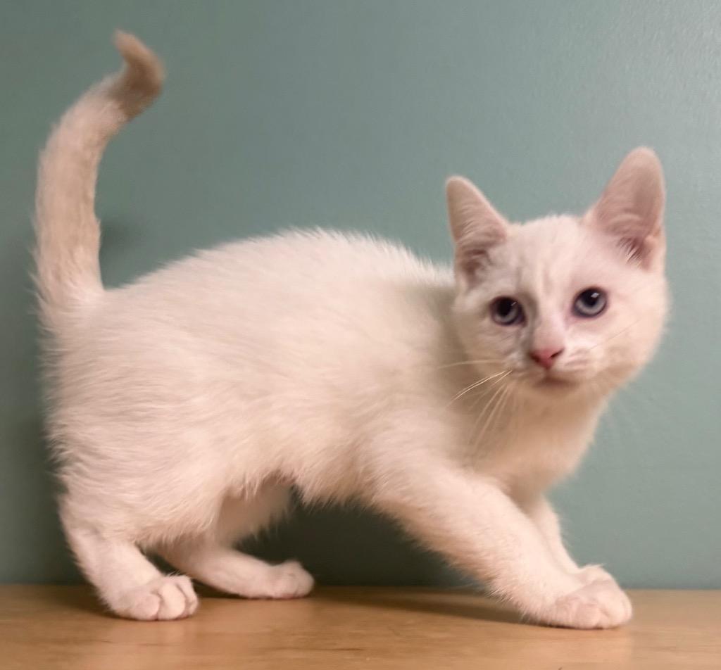 Enlarge Hannah, an adopted Domestic Short Hair in Amery, WI image 2/3