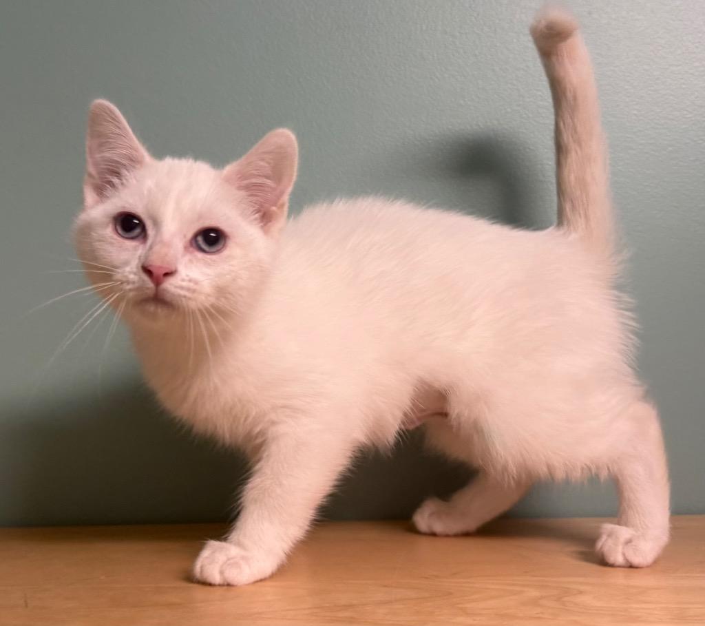 Enlarge Hannah, an adopted Domestic Short Hair in Amery, WI image 3/3