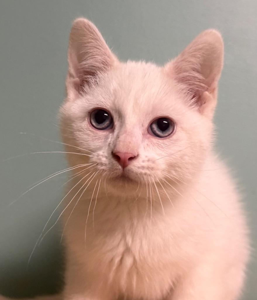 Hannah, adopted, Kitten Female Domestic Short Hair.