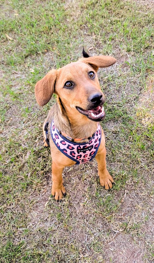 Enlarge Honey, a ADOPTABLE Dachshund in TUCSON, AZ image 1/3