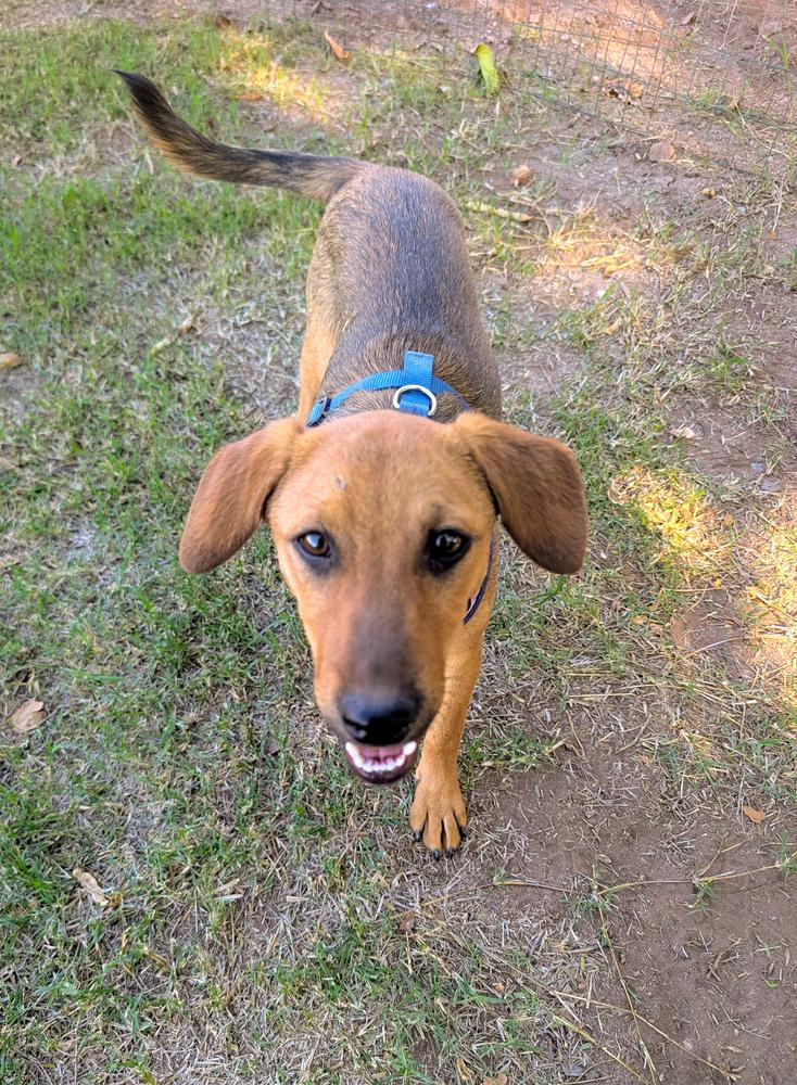 Enlarge Honey, a ADOPTABLE Dachshund in TUCSON, AZ image 2/3