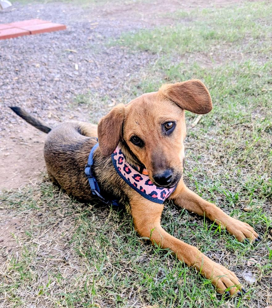Enlarge Honey, a ADOPTABLE Dachshund in TUCSON, AZ image 3/3