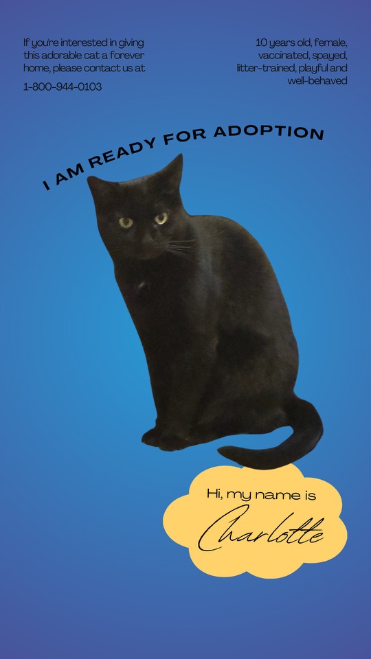 Enlarge CHARLOTTE, a Adoptable Domestic Short Hair in Sebastian, FL image 1/2