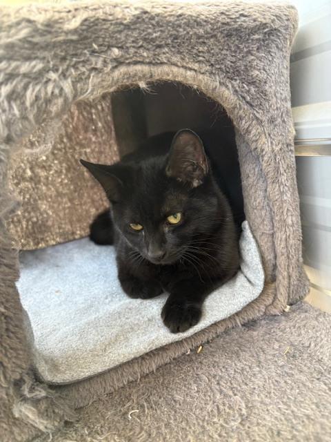 Enlarge Raven, a Adoptable Domestic Short Hair in Crescent City, FL image 1/6