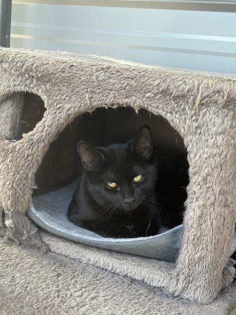 Enlarge Raven, a Adoptable Domestic Short Hair in Crescent City, FL image 2/6