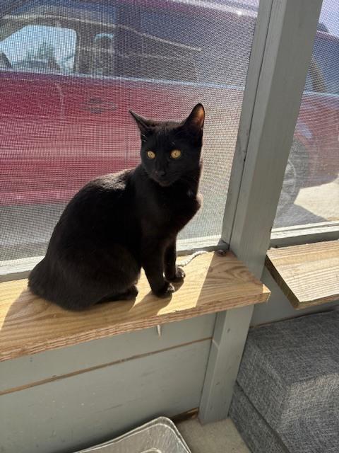 Enlarge Raven, a Adoptable Domestic Short Hair in Crescent City, FL image 4/6