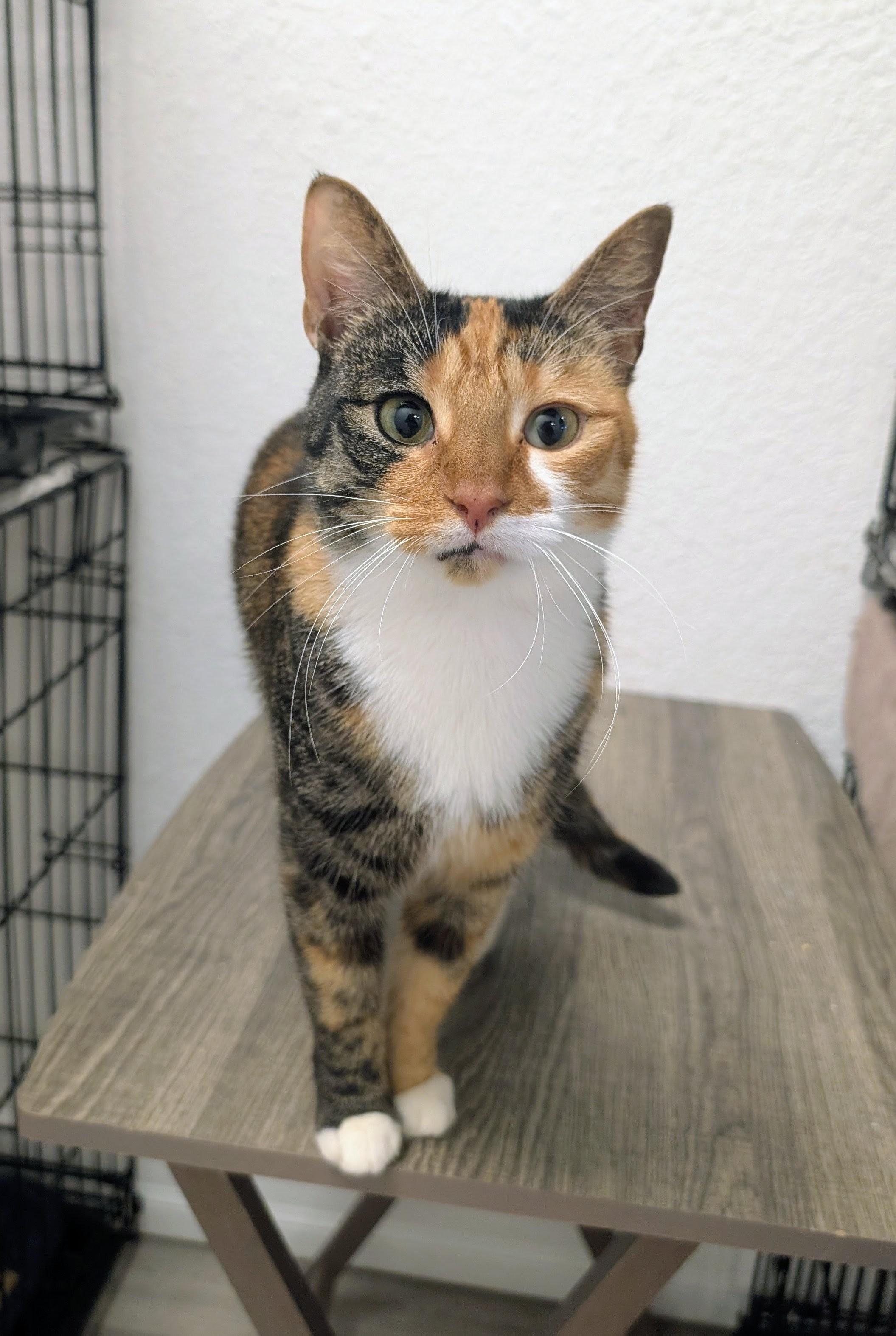 Enlarge Shady Side , an adopted Domestic Short Hair in New Port Richey, FL image 1/1