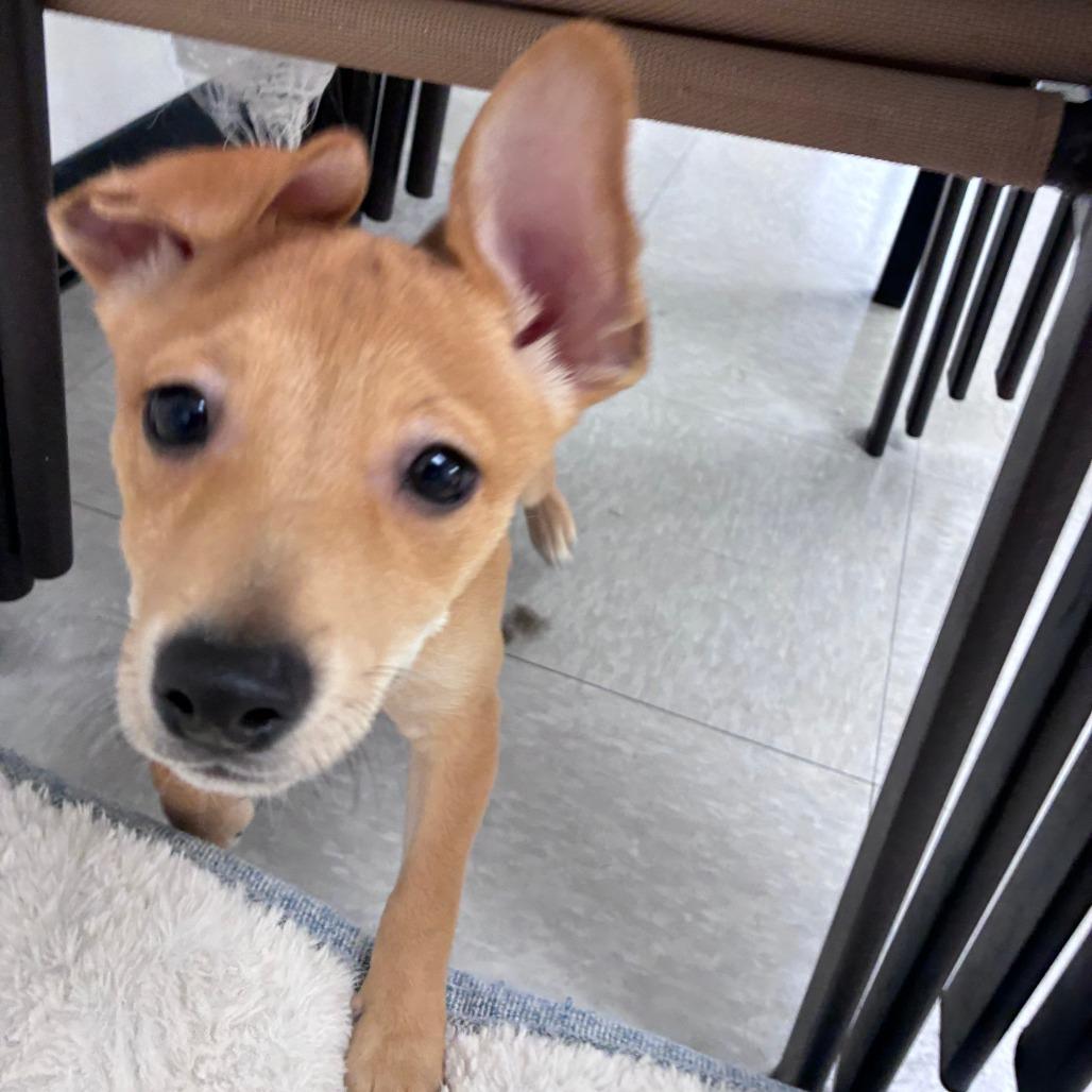 Jupiter, Adoptable, Puppy Female Shiba Inu.