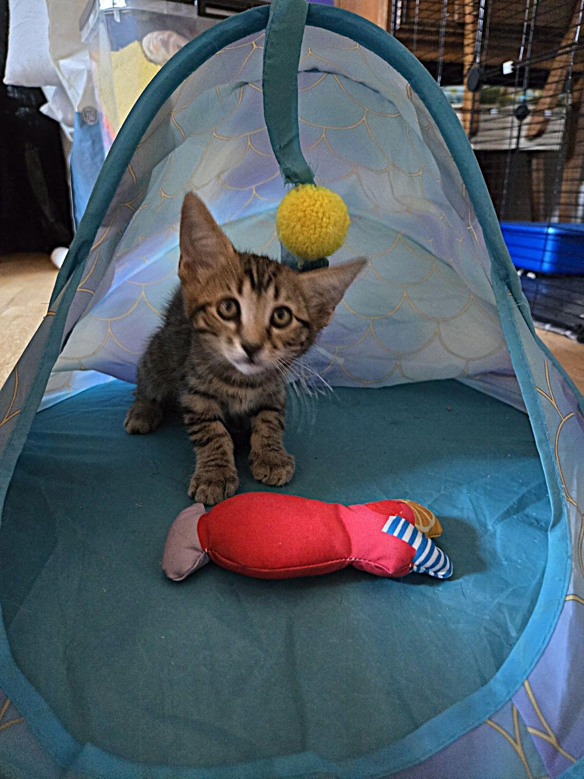 Verso, adopted, Kitten Male Tabby.