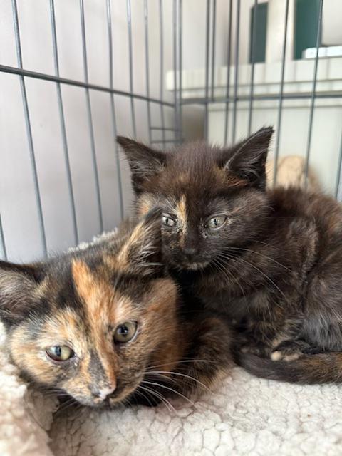 Enlarge Vixen and Cupid, an adopted Tortoiseshell in Washington, DC image 1/1