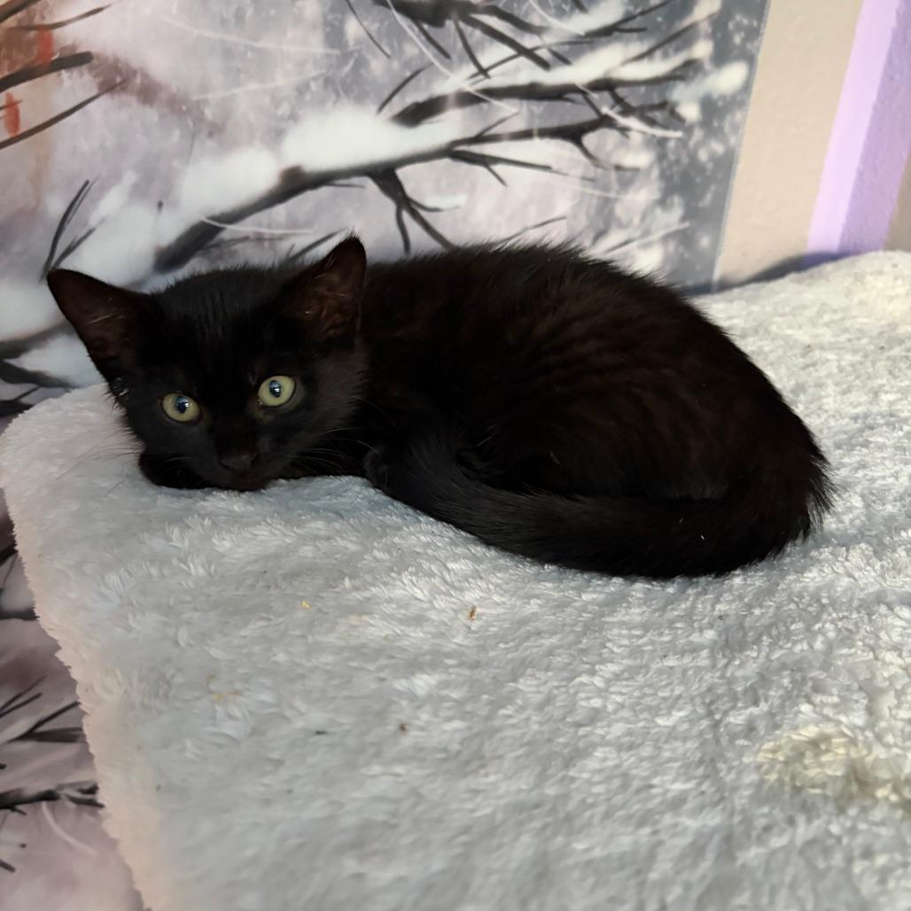 Enlarge Voodoo, a Adoptable Domestic Medium Hair in Pleasanton, CA image 1/1