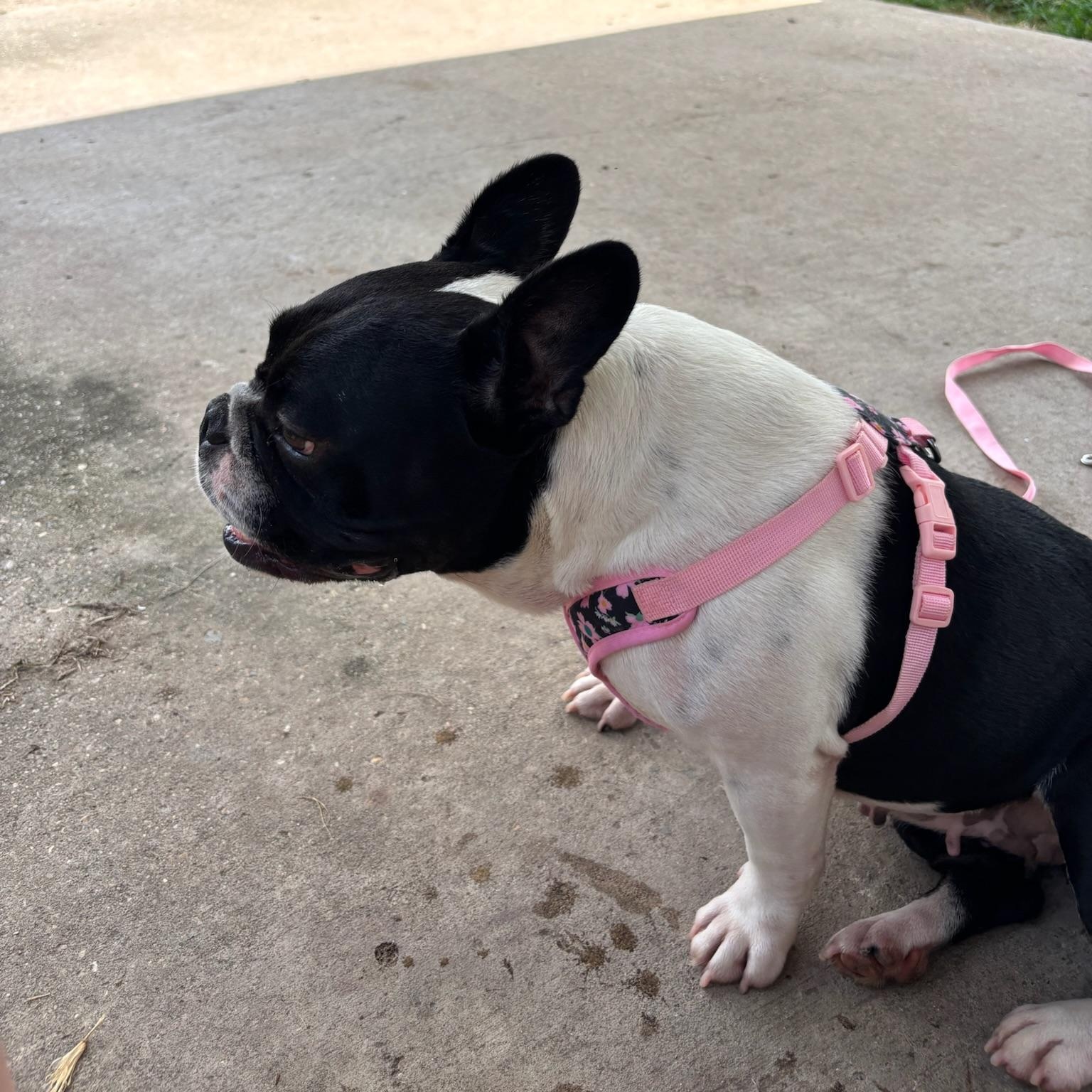 Enlarge Greta, a ADOPTABLE French Bulldog in New Orleans, LA image 3/5