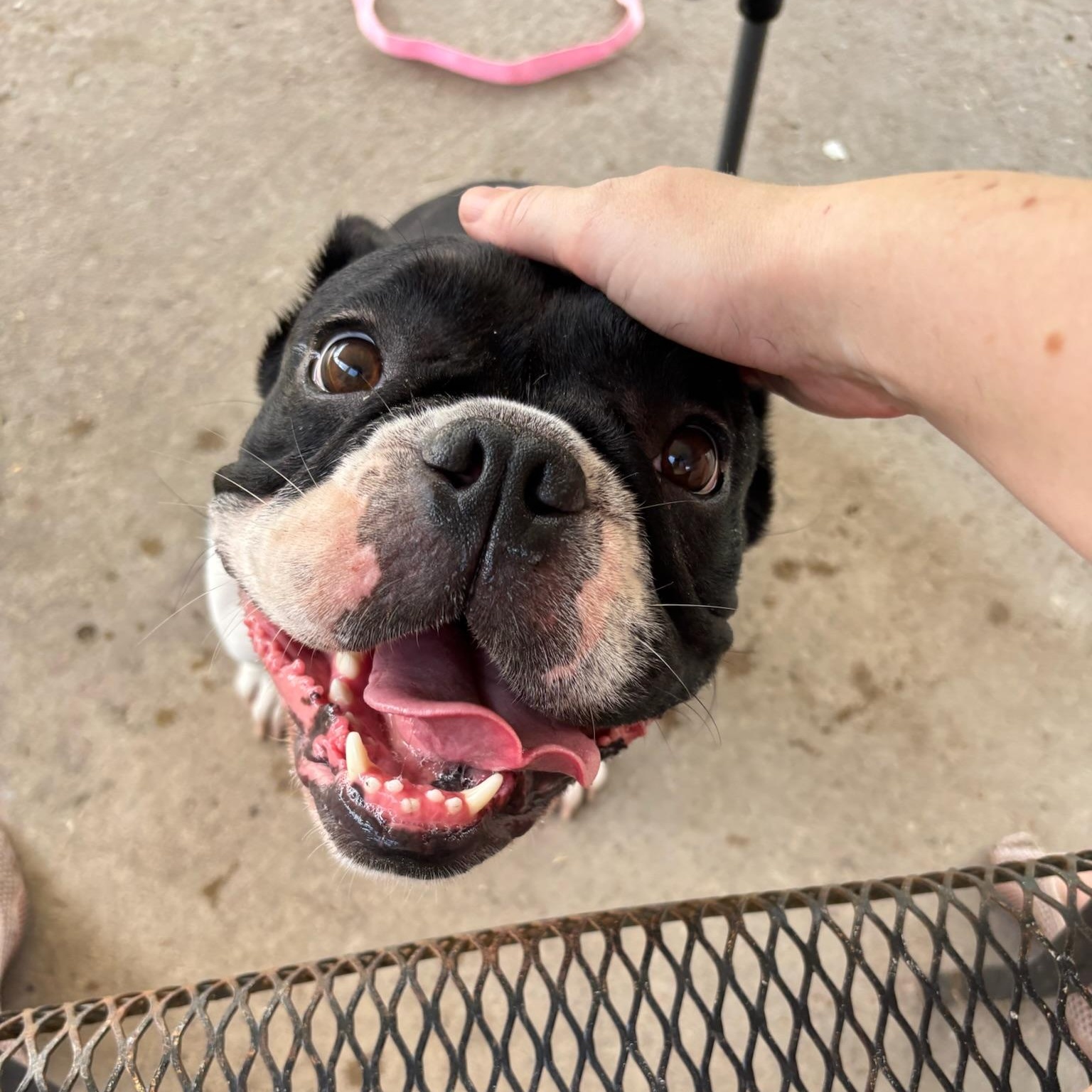 Enlarge Greta, a ADOPTABLE French Bulldog in New Orleans, LA image 4/5
