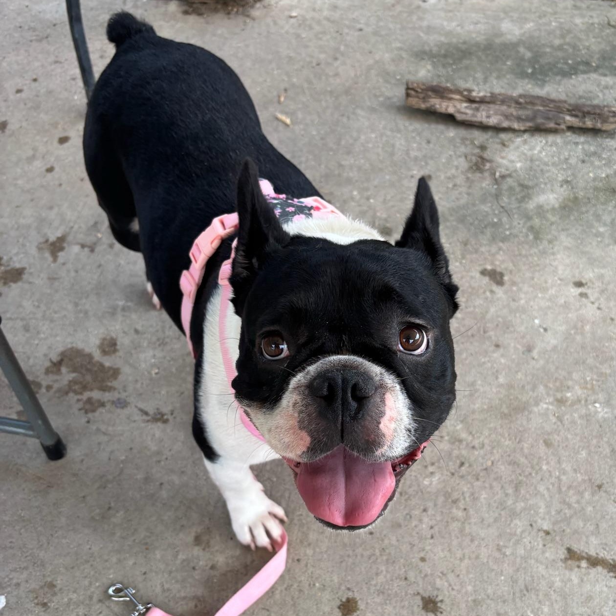 Enlarge Greta, a ADOPTABLE French Bulldog in New Orleans, LA image 2/5