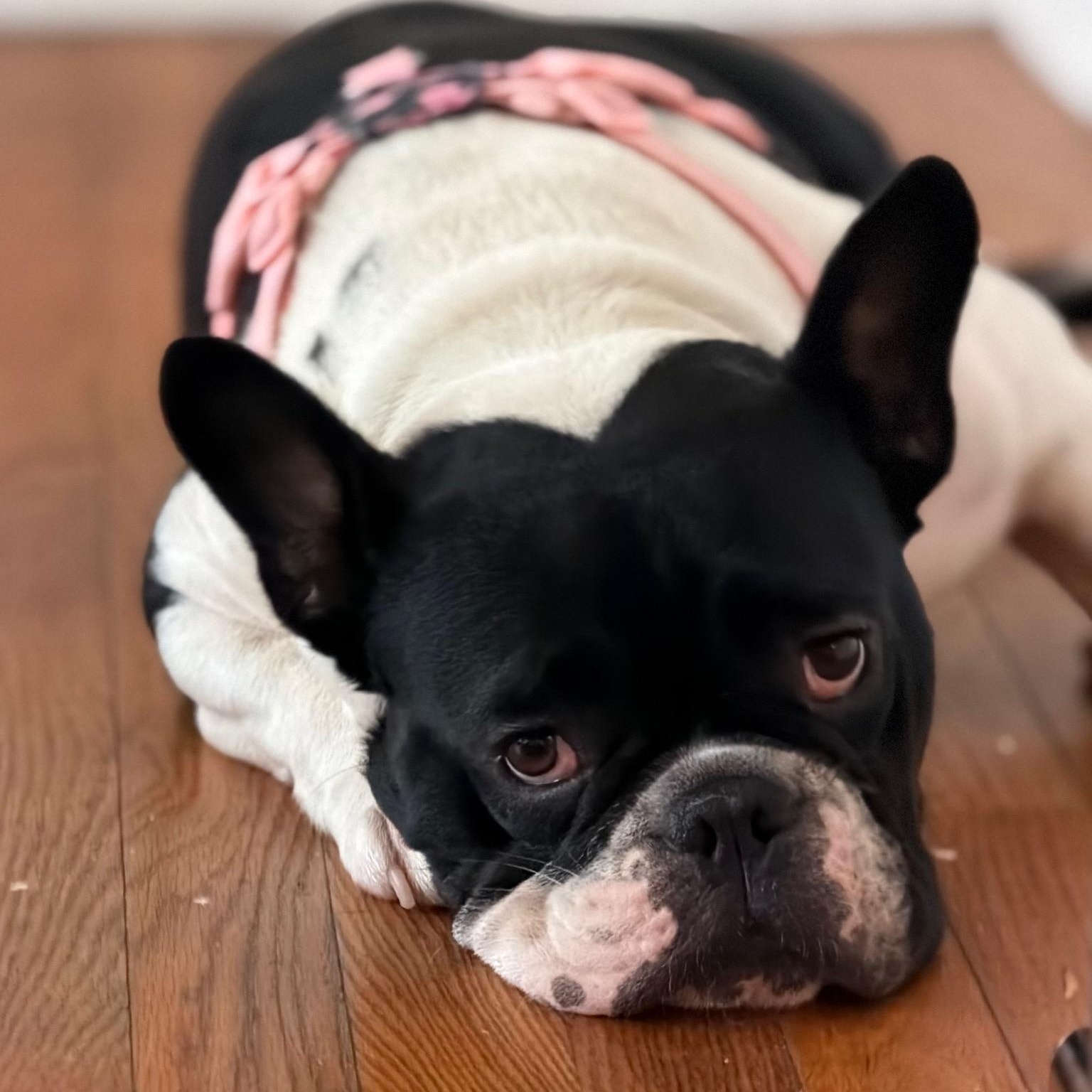 Enlarge Greta, a ADOPTABLE French Bulldog in New Orleans, LA image 5/5