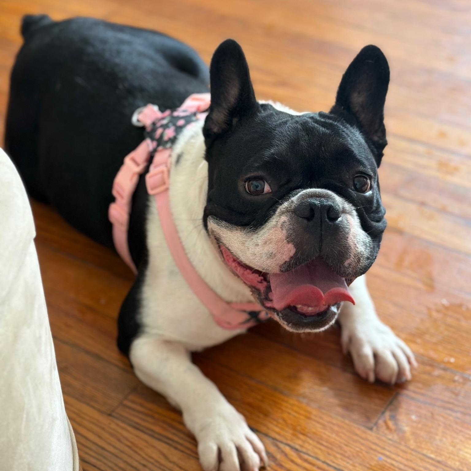 Greta, ADOPTABLE, Adult Female French Bulldog.