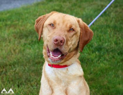 Maisie, Adoptable, Adult Female Labrador Retriever & Mixed Breed.
