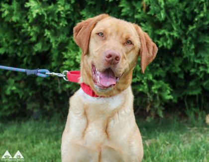 Maisie, a Adoptable mixed breed in Lowell, MA image 2/3