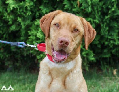 Maisie, a Adoptable mixed breed in Lowell, MA image 3/3