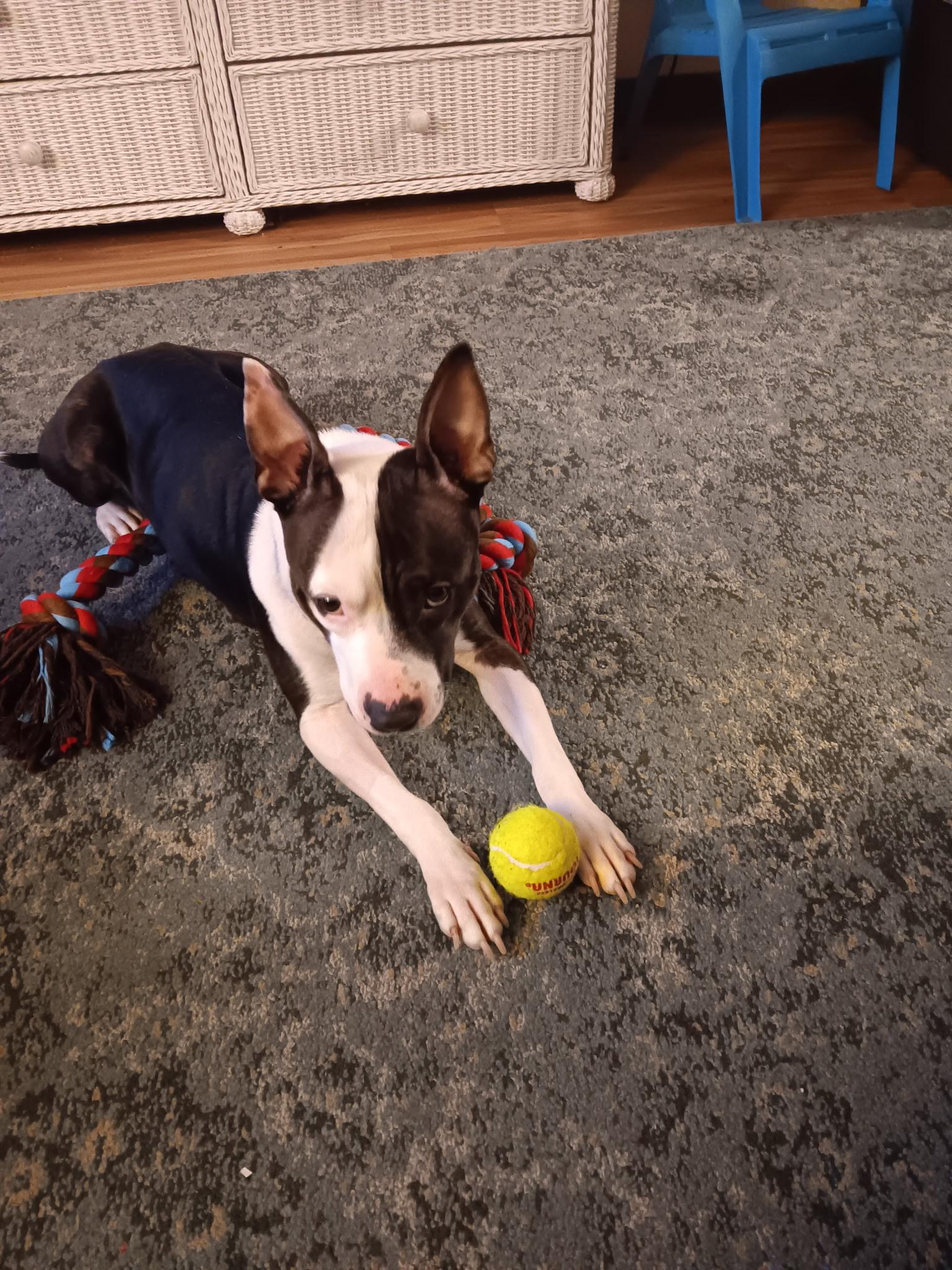 Nala, a Adoptable Mixed Breed in Vassalboro, ME image 4/4