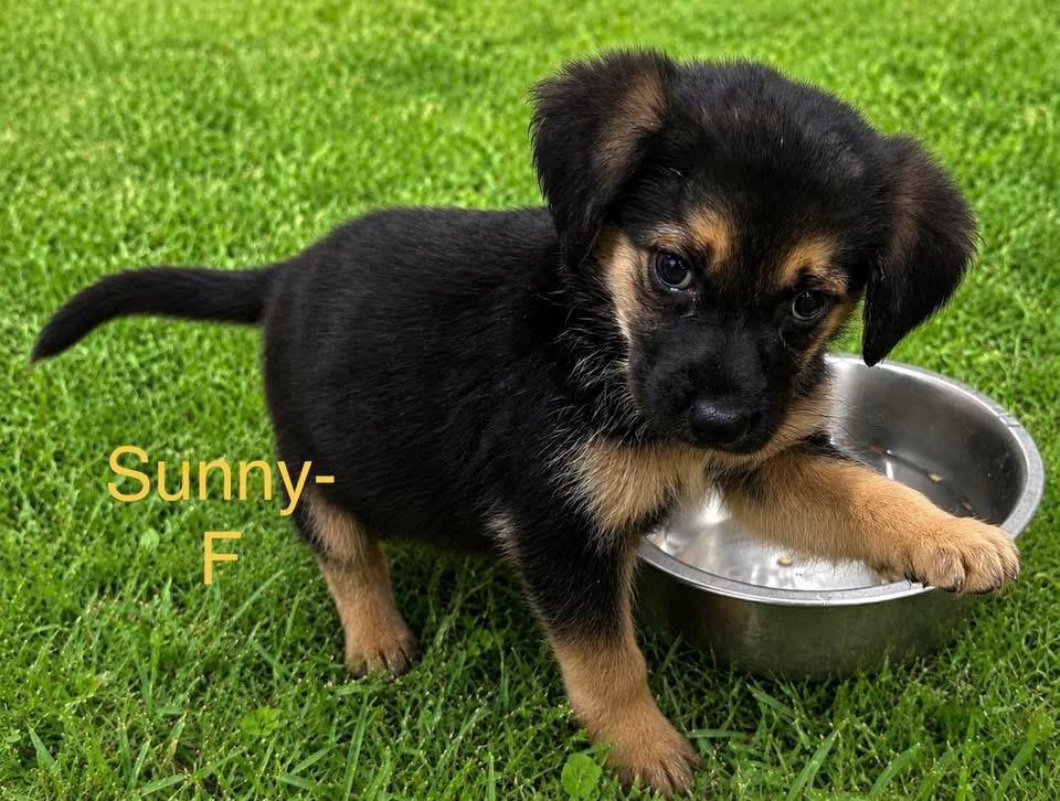 Sunny Puppy - photo 1