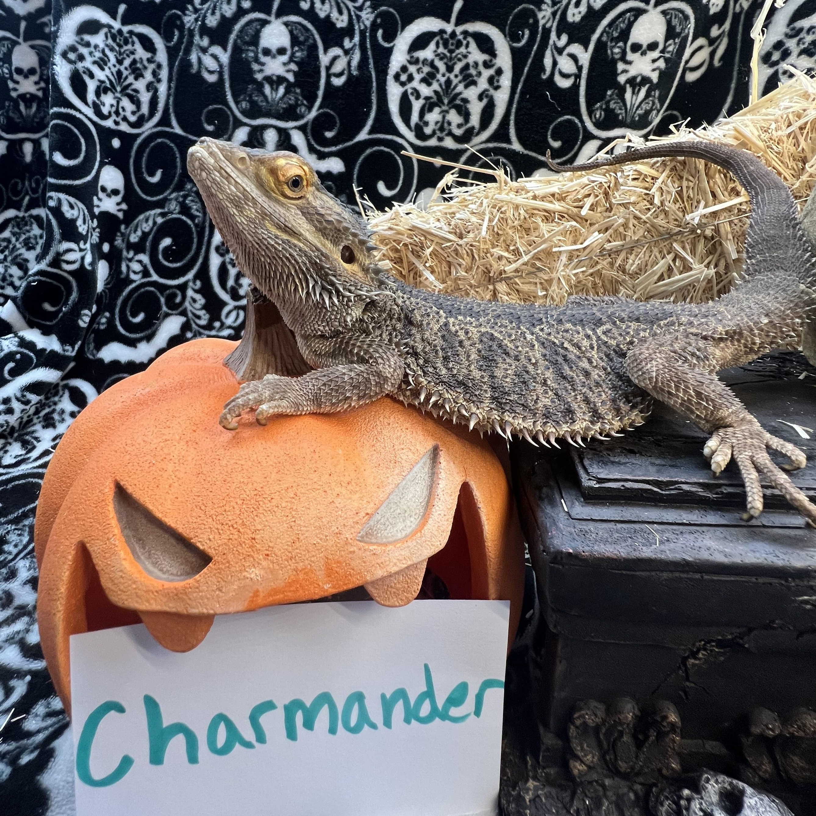 Charmander, Adoptable, Adult Unknown Bearded Dragon.