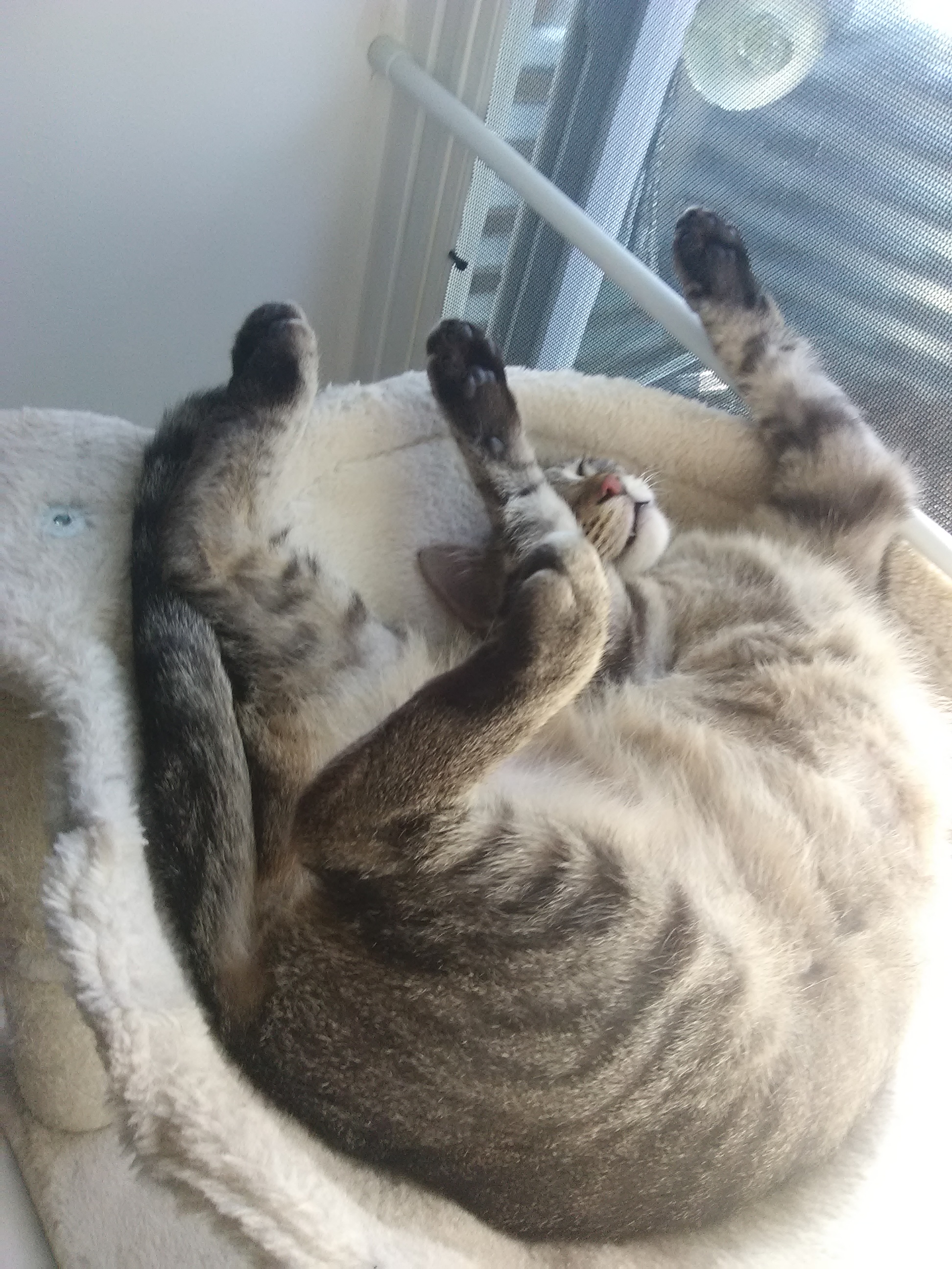 Enlarge Doja, a Adopted Domestic Short Hair in Coon Rapids, MN image 1/6